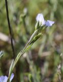 Linum bienne. Верхушка побега с цветком и бутонами. Испания, автономное сообщество Каталония, провинция Жирона, комарка Баш Эмпорда, муниципалитет Тороэлья-де-Монгри, окр. устья р. Тер, маршевый луг Платера (Platera), переходная зона от маршевого луга к пашне. 28.03.2023.