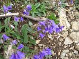 Campanula collina