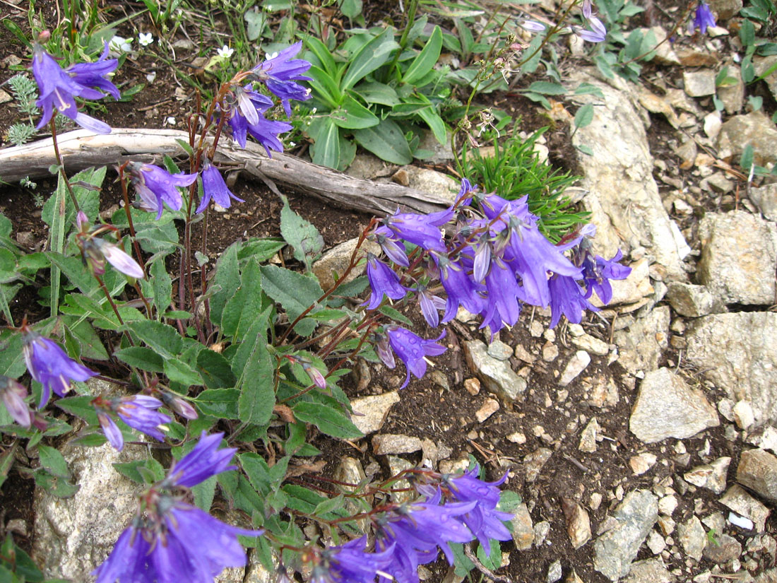 Image of Campanula collina specimen.