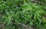 Heracleum dissectum