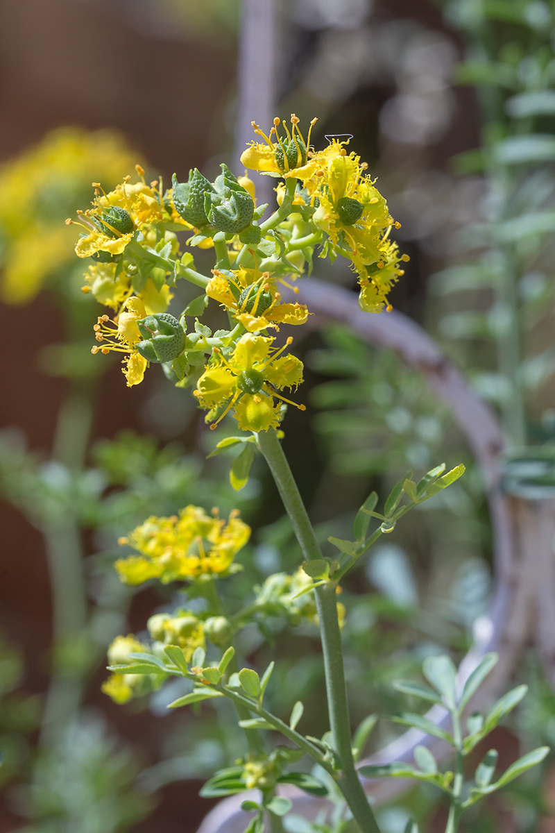 Изображение особи Ruta chalepensis.