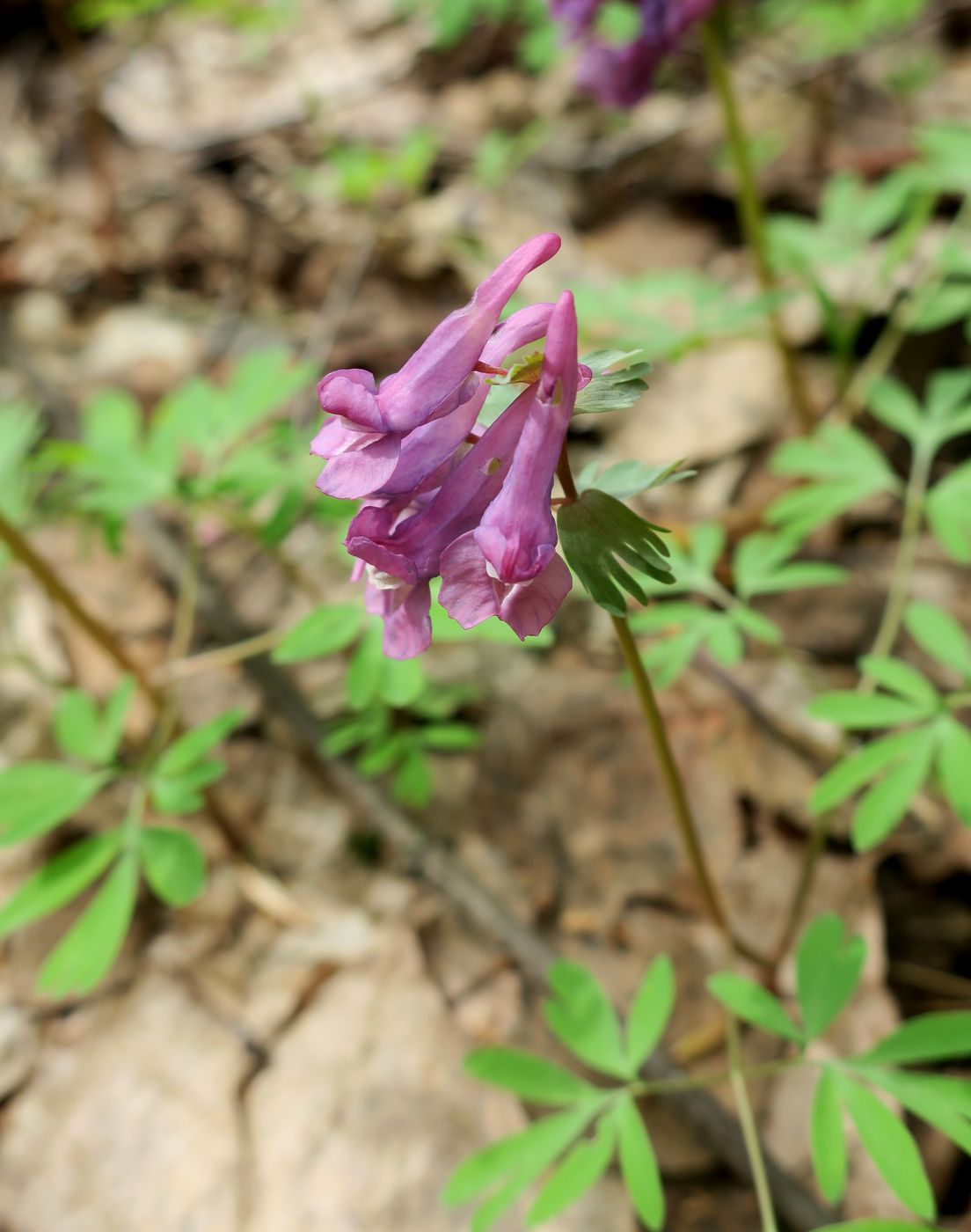 Image of Corydalis solida specimen.