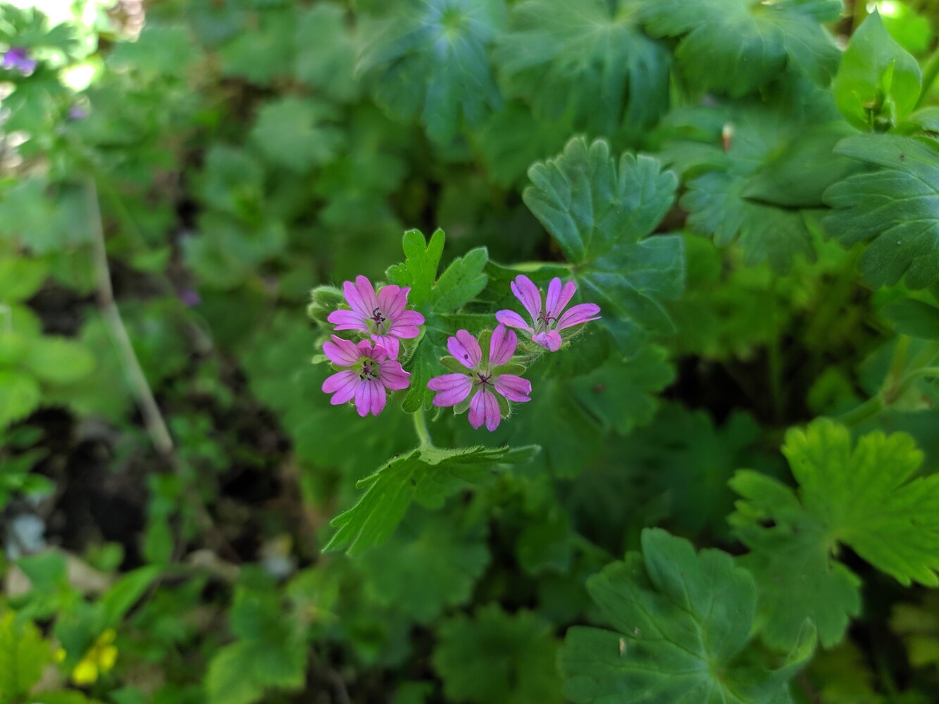 Image of Geranium molle specimen.