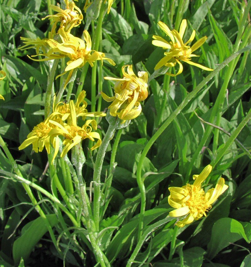 Image of Scorzonera humilis specimen.