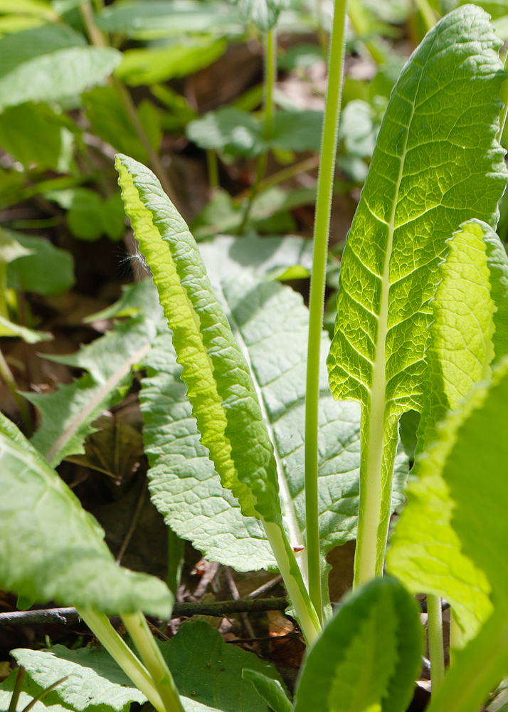 Image of Primula veris specimen.