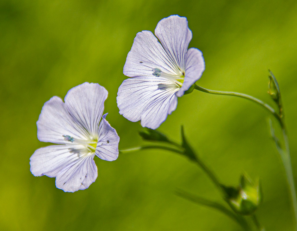 Изображение особи Linum usitatissimum.