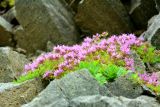 Thymus komarovii