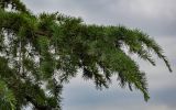 Cedrus deodara. Верхушка ветви. Грузия, г. Тбилиси, в культуре. 10.06.2023.