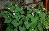 Houttuynia cordata