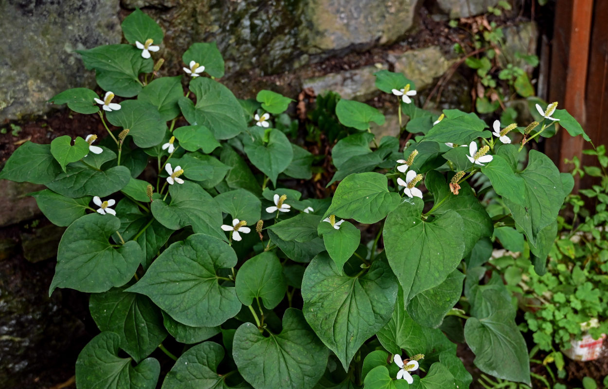 Image of Houttuynia cordata specimen.