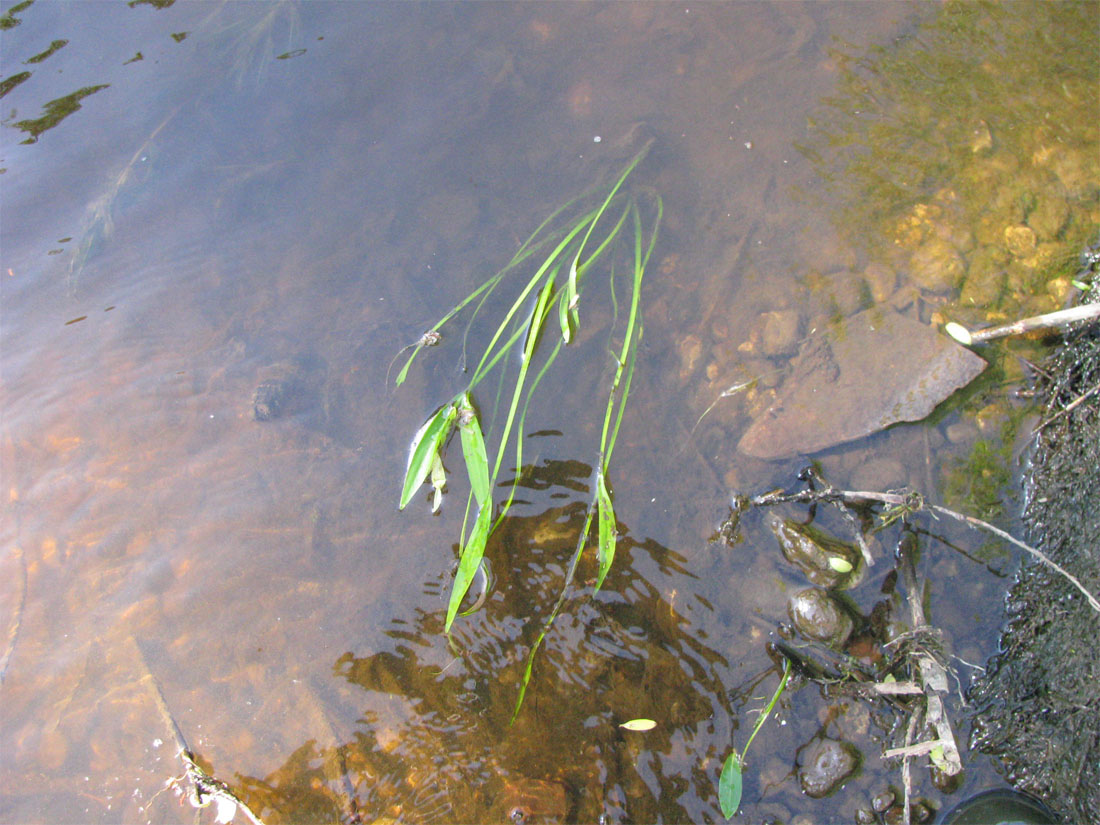 Image of Alisma plantago-aquatica specimen.