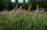 Calamagrostis epigeios