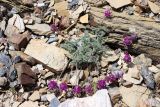 Oxytropis microsphaera