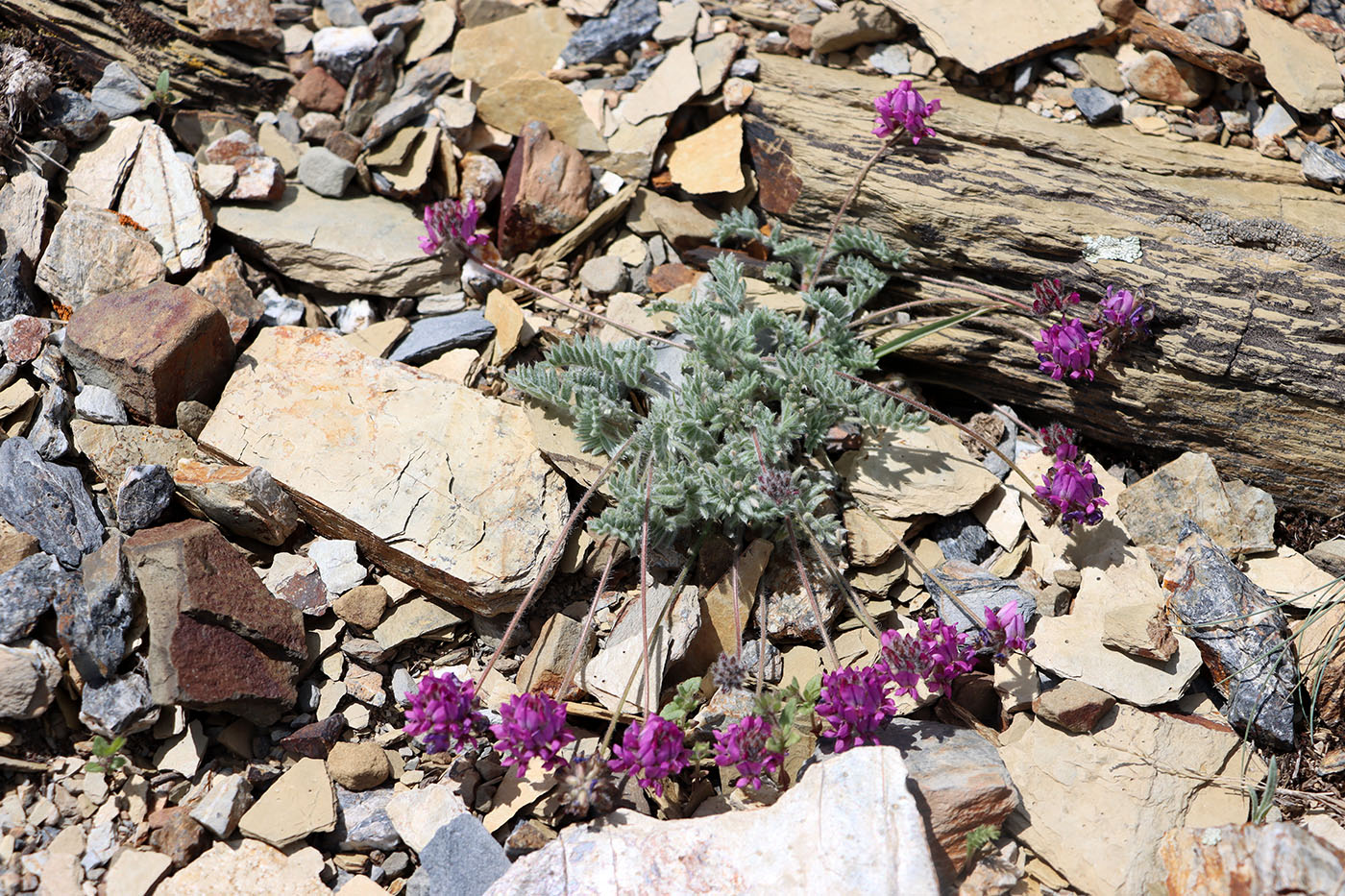 Image of Oxytropis microsphaera specimen.