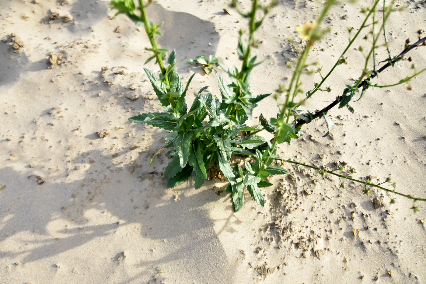 Image of Verbascum blattaria specimen.