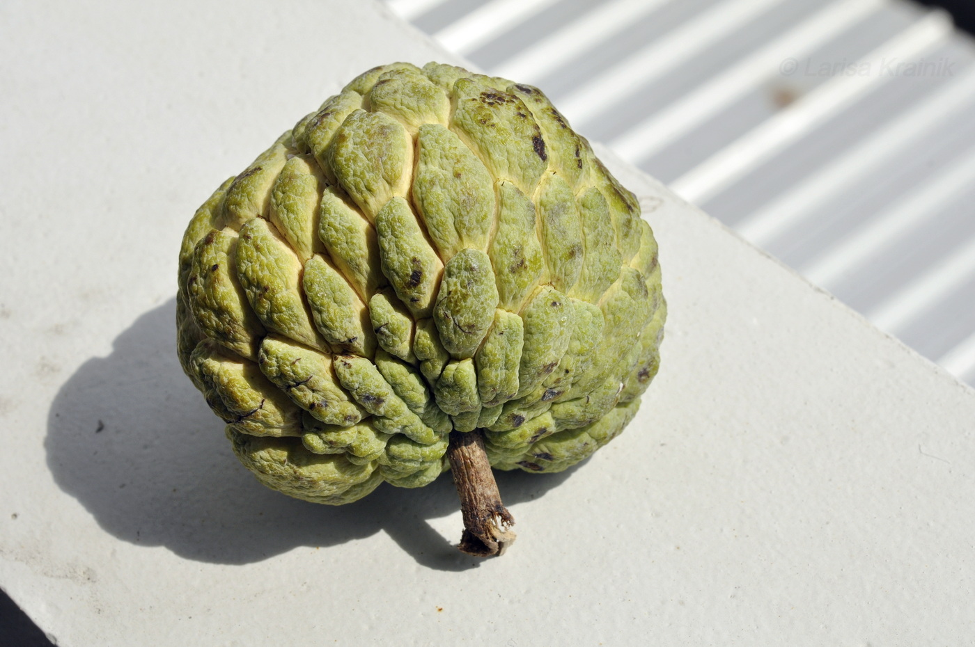 Изображение особи Annona squamosa.