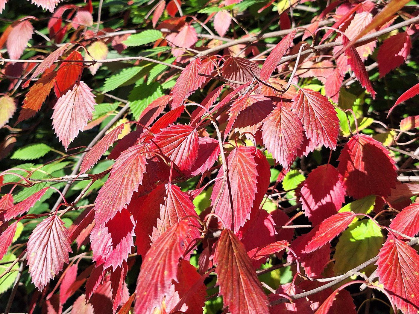 Изображение особи Viburnum dentatum.