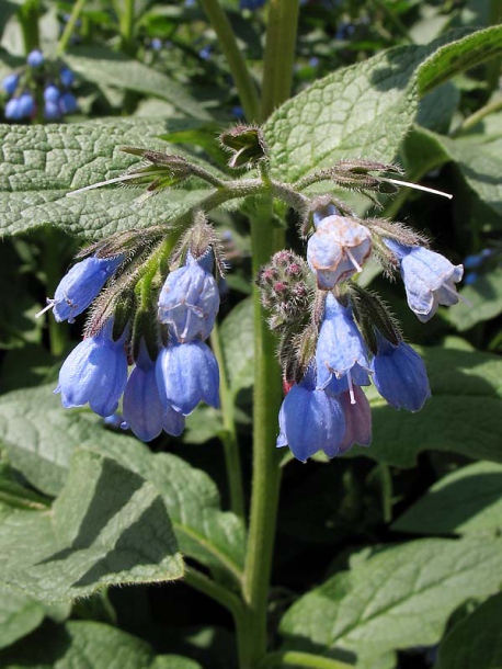 Изображение особи Symphytum caucasicum.