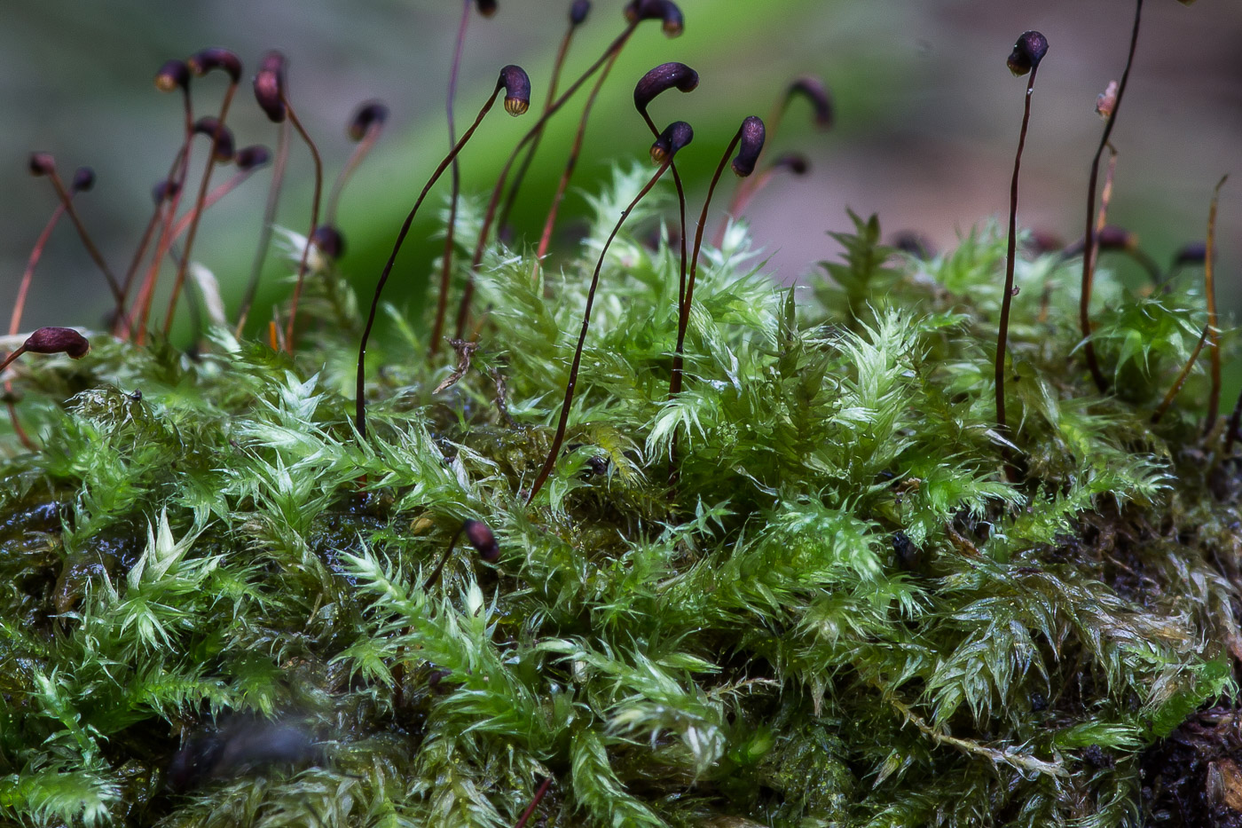 Изображение особи семейство Brachytheciaceae.