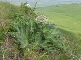 Heracleum leskovii