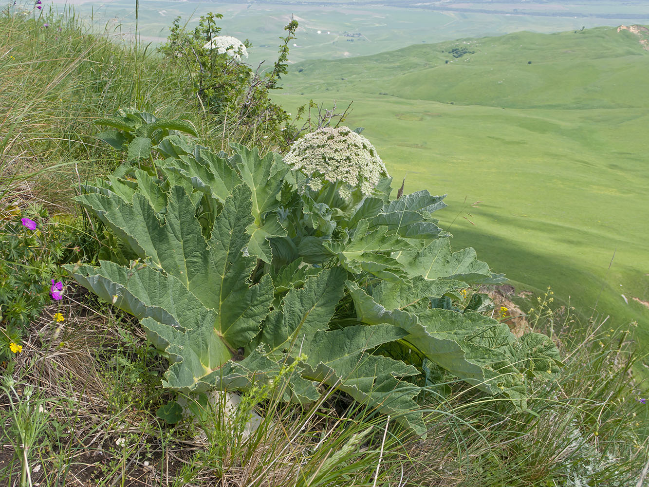 Image of Heracleum leskovii specimen.