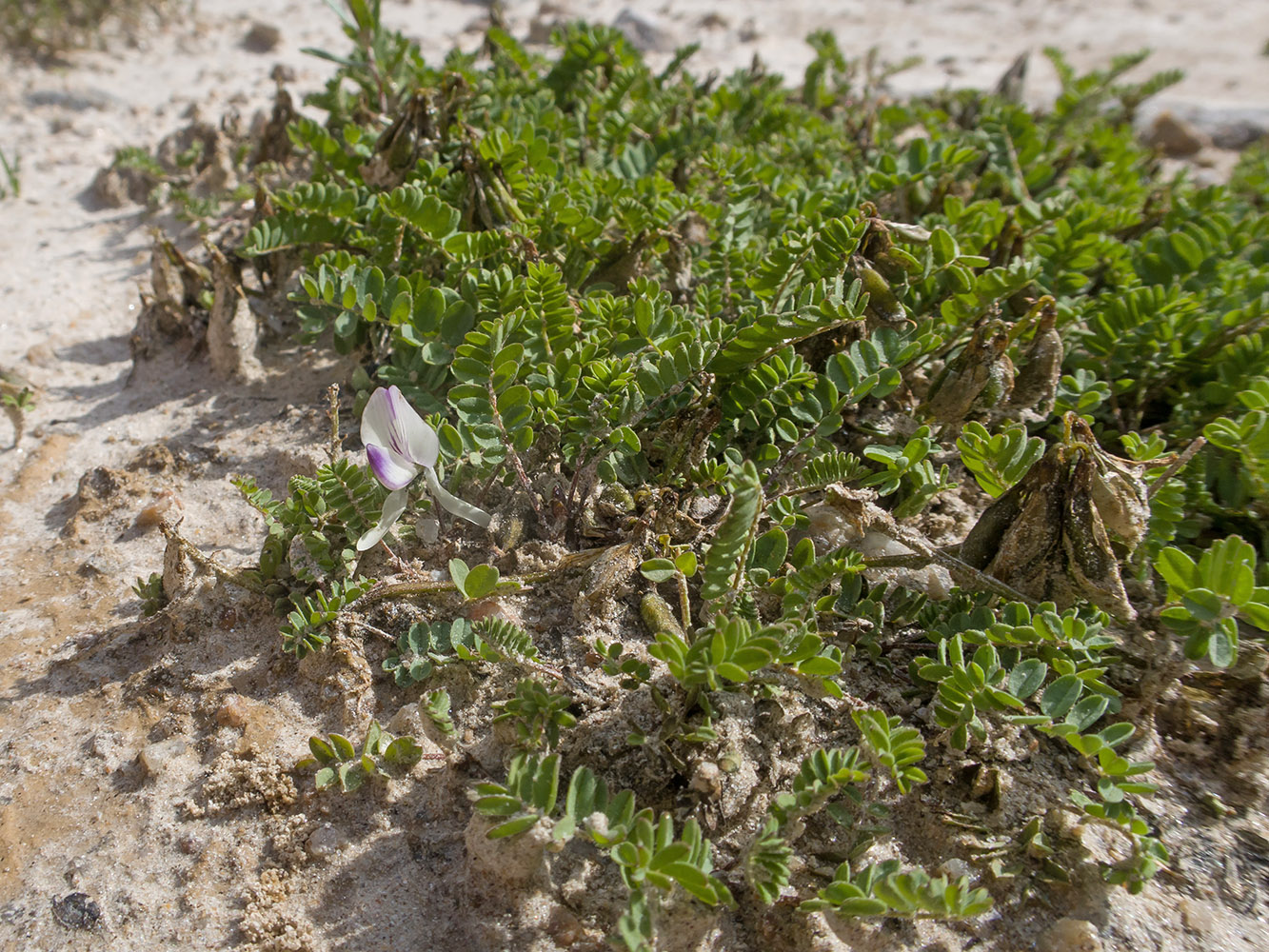 Image of Astragalus alpinus specimen.
