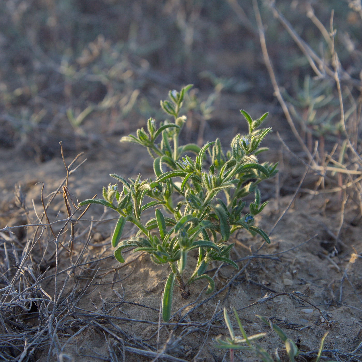 Image of Lappula spinocarpos specimen.