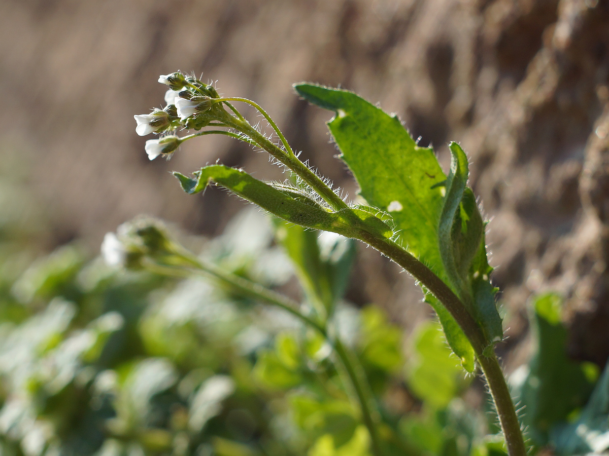 Изображение особи Capsella bursa-pastoris.