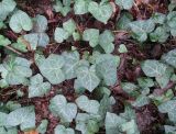Hedera helix