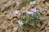 Matthiola bucharica
