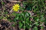 Ficaria verna