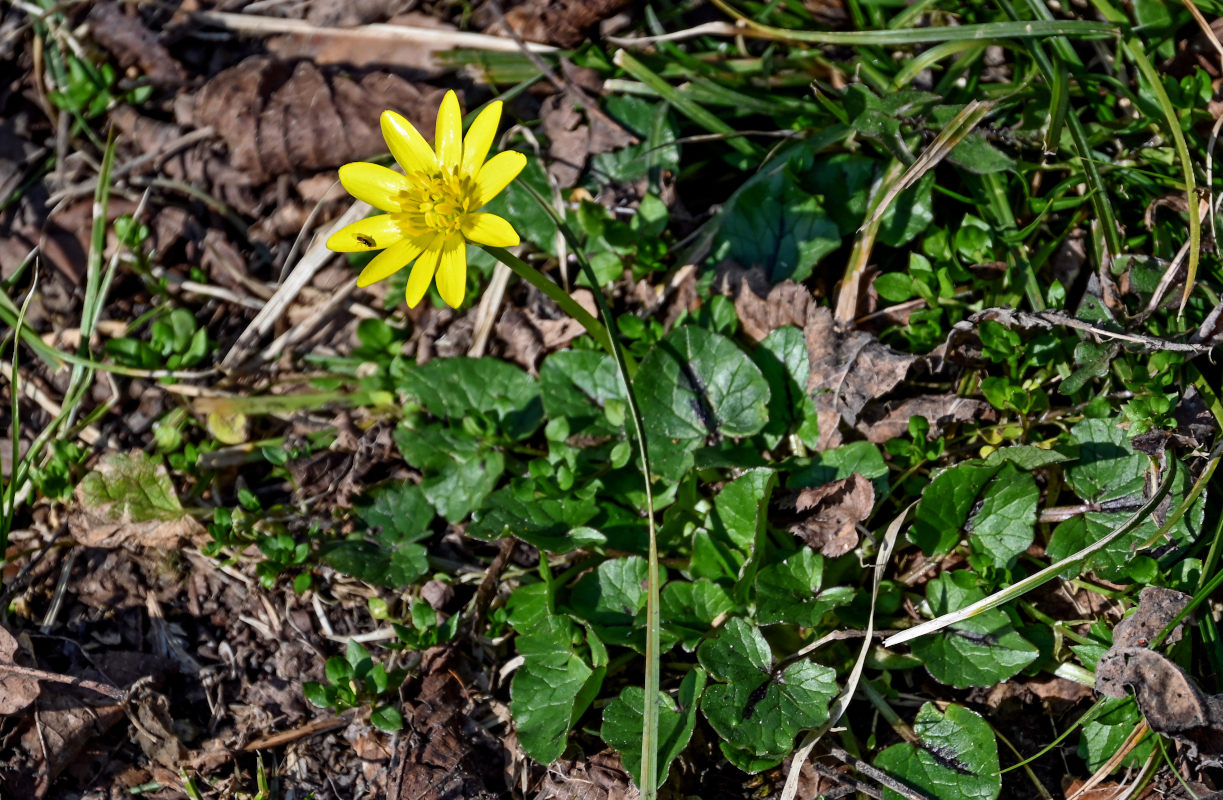 Image of Ficaria verna specimen.