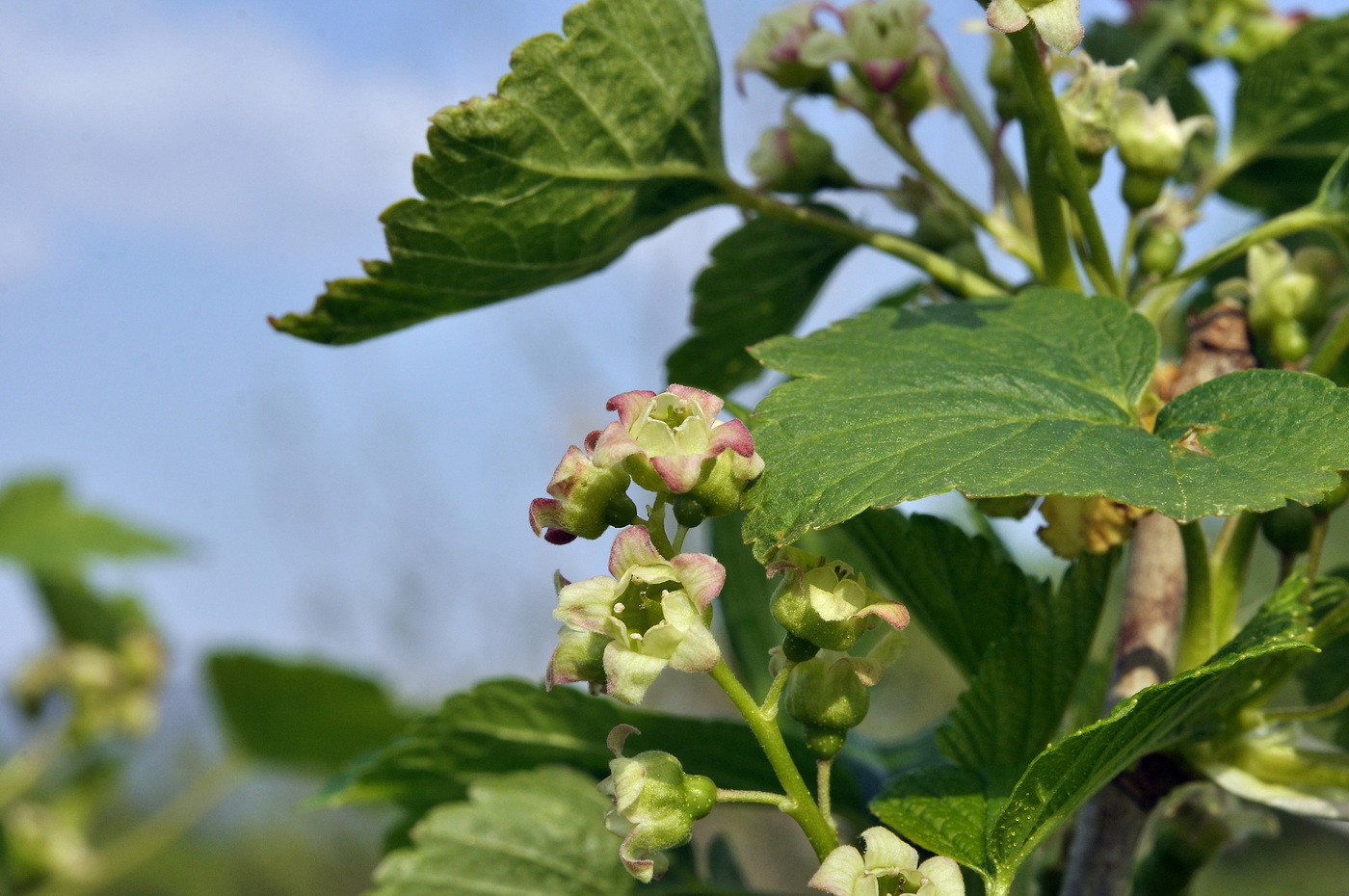 Изображение особи Ribes nigrum.