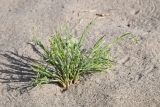 familia Poaceae. Плодоносящее растение. Таджикистан, Хатлонская обл., р-н Джайхун, окр. с. Нижний Пяндж, пустыня Карадум, грядово-бугристые пески. 15 апреля 2025 г.