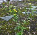 Potentilla intermedia. Верхняя часть цветущего растения. Московская обл., ГО Подольск, мкр-н Климовск, зарастающая асфальтовая дорожка. 24.06.2025.