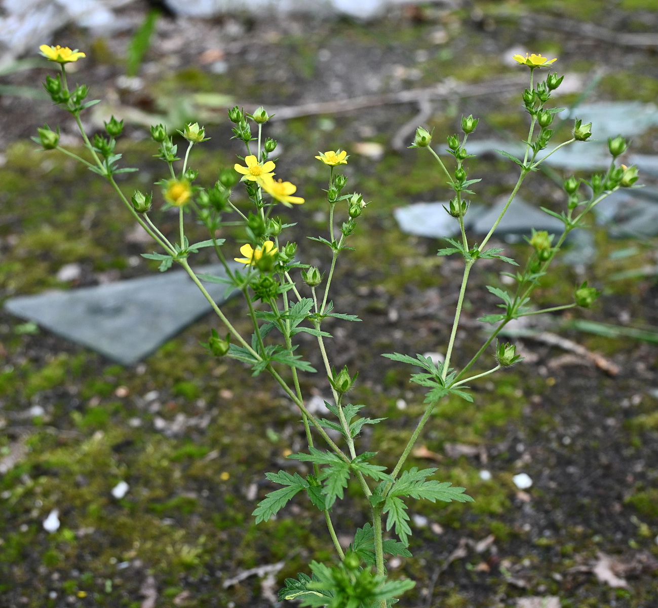 Изображение особи Potentilla intermedia.