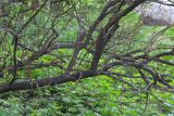 Salix phylicifolia. Часть ствола с частично погибшими ветвями. Мурманск, Октябрьский р-н, берёзовый лес. 09.06.2025.