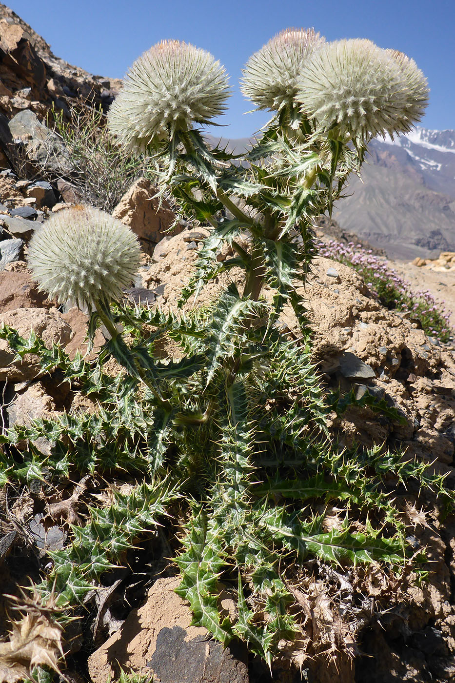 Image of Olgaea nivea specimen.