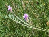 genus Astragalus