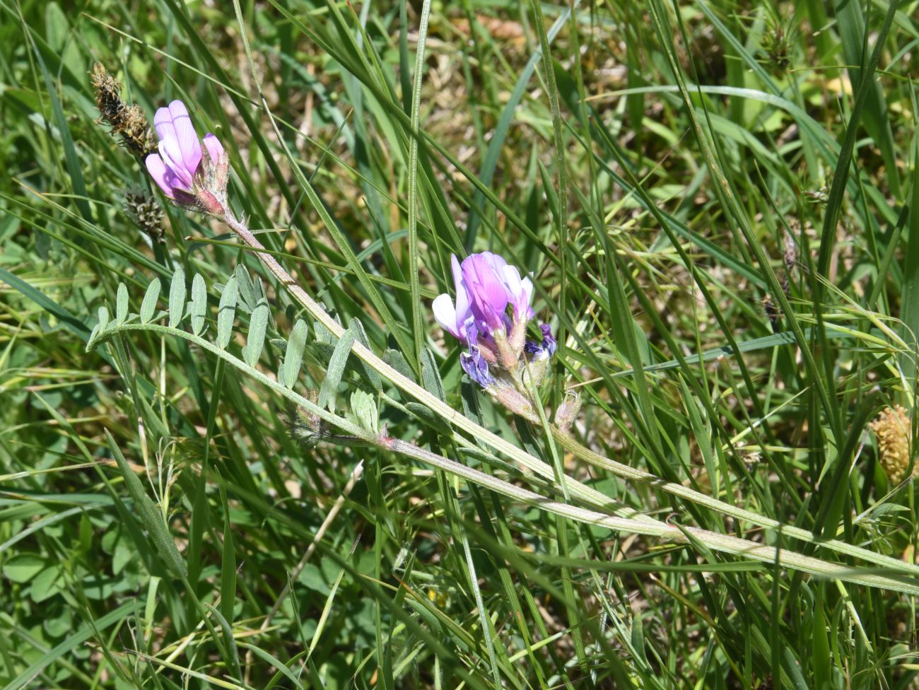 Image of genus Astragalus specimen.