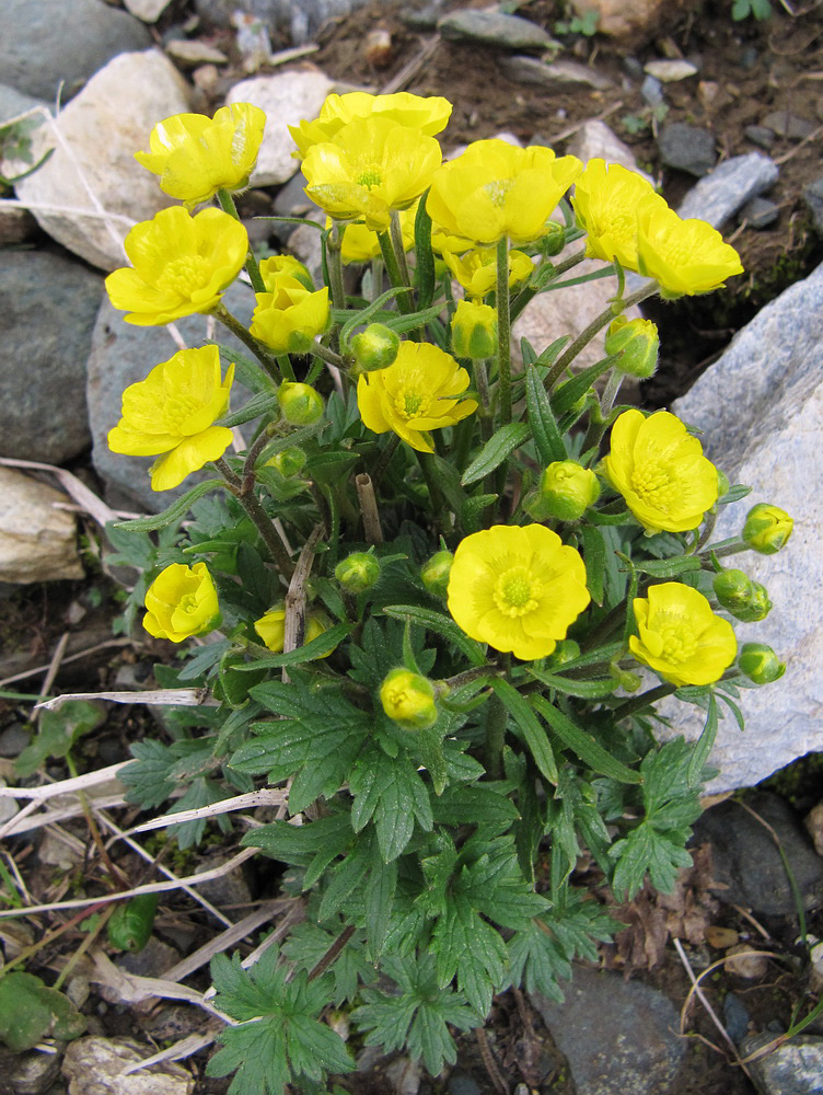 Изображение особи Ranunculus propinquus.