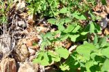 Sonchus arvensis