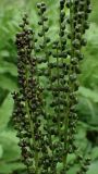 Onoclea sensibilis. Часть фертильной вайи. Хабаровский край, окр. г. Комсомольск-на-Амуре, кедрово-широколиственный лес. 06.08.2025.