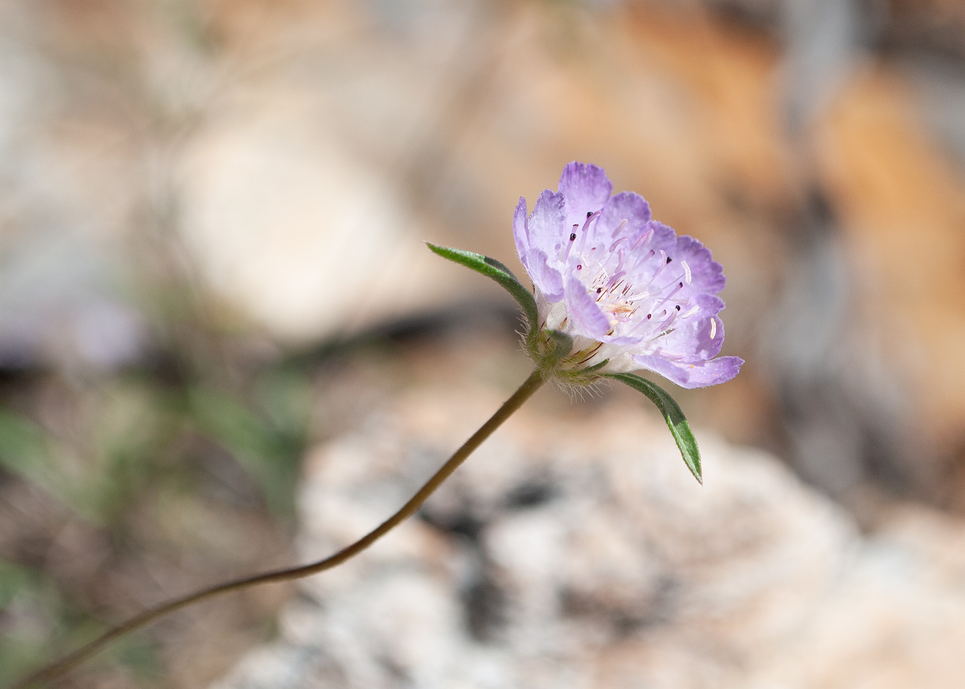 Изображение особи семейство Dipsacaceae.