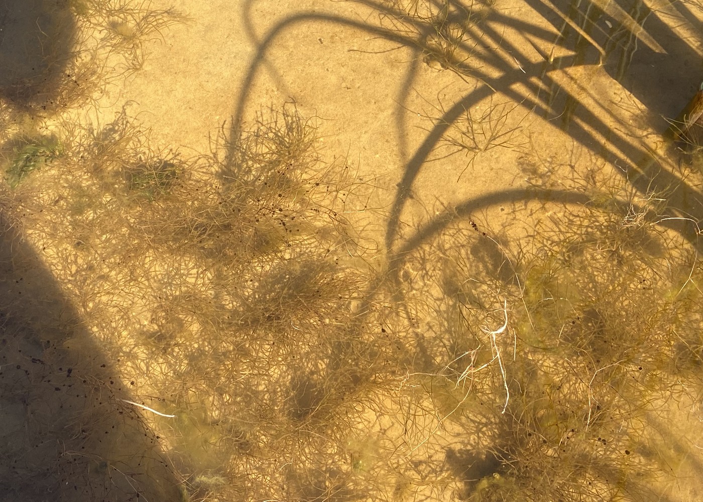 Image of Unknown species specimen.