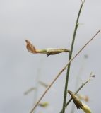 Astragalus kessleri