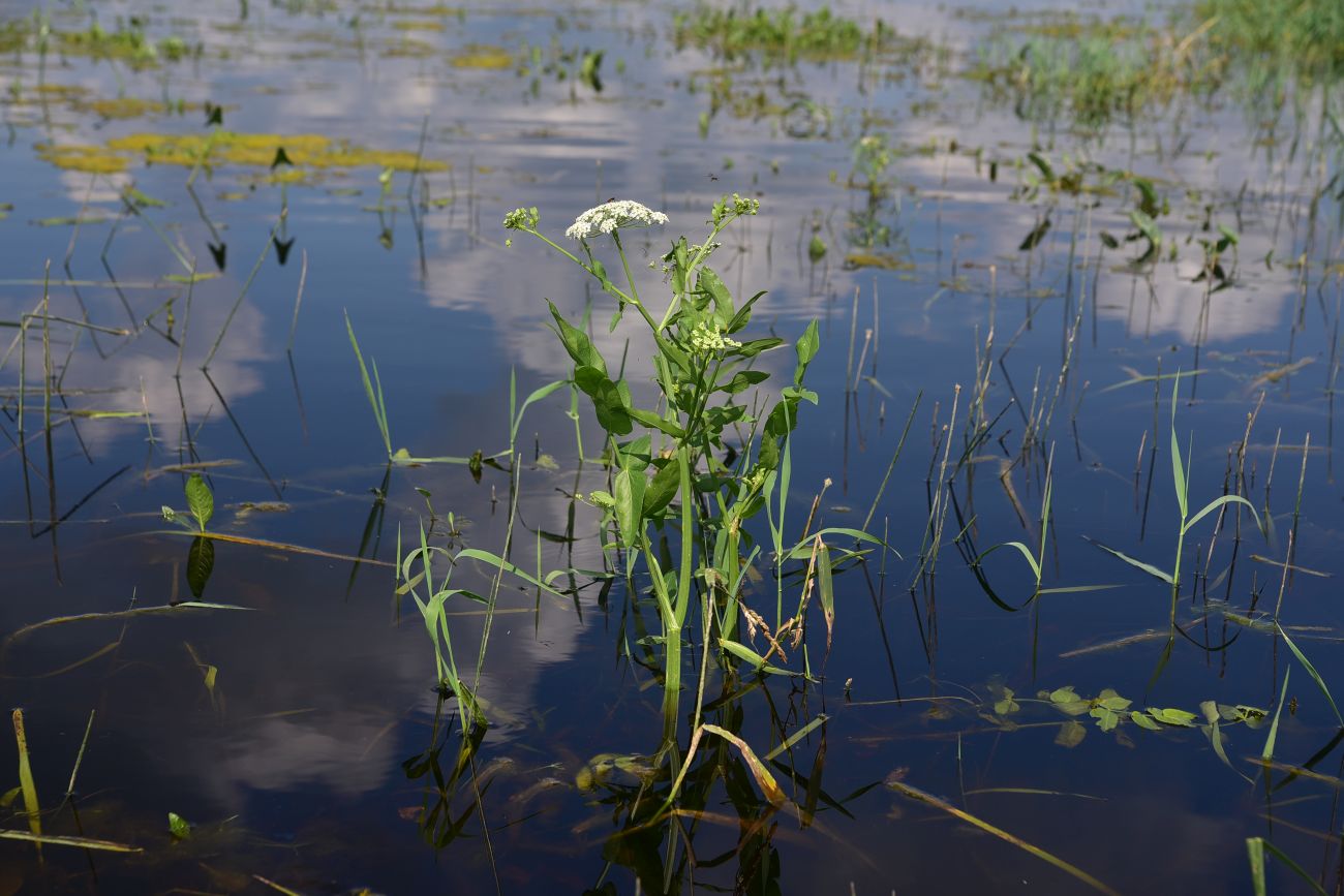 Image of Sium latifolium specimen.
