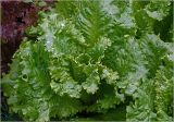 Lactuca sativa
