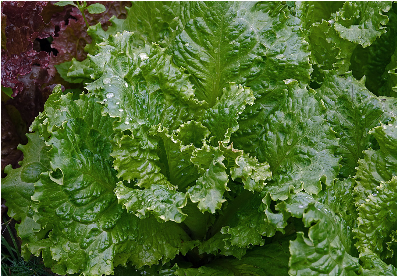 Изображение особи Lactuca sativa.
