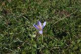 Crocus speciosus. Цветущее растение. Республика Адыгея, окр. пещеры Порошковая, поляна в лесу. 29 октября 2024 г.